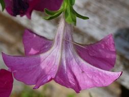 pink petunia blossom