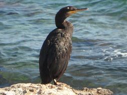 black cormorant sits on a stone on the shore