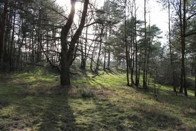 forest glade trees