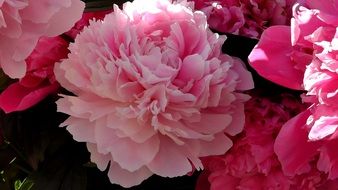 peony ornamental plant