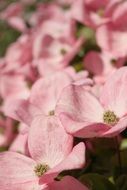 Closeup photo of pink dogwood blossoms