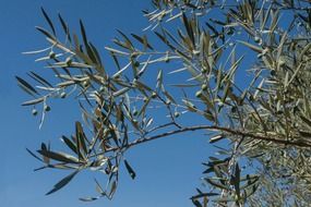 Close-up of the olive tree