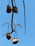 capsules with seeds on branches close-up