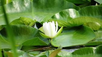 white lily with green leaves on a pond