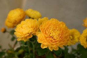 yellow chrysanthemum