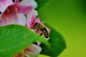 bee on a pink flower close up