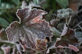 frozen dark leaf close-up on blurred background