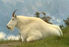 Picture of mountain goat male in the picturesque mountains