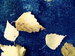 autumn foliage on blue background