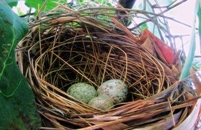 eggs bird nest