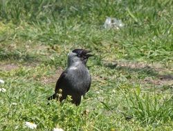 raven on green grass close up