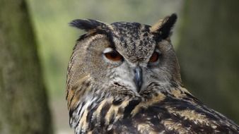 eagle owl- night bird