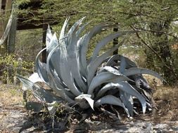 Prickly agave plant