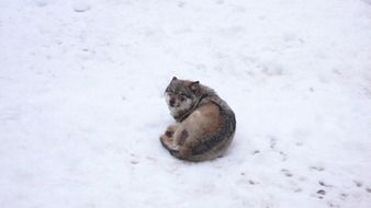 wolf on white snow