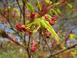 japanese maple tree with flowers