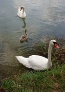 swan family in the water