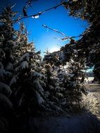 Coniferous forest with snow in the winter