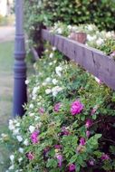 garden with lots of colorful flower