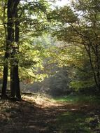 Forest path among deciduous trees