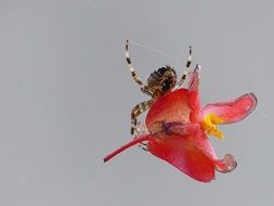 spider on a red begonia flower