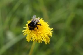 Hummel on the beautiful yellow dandelion flower among the grass