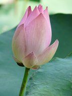 indoor flower of the pale pink lotus