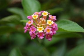 pink-yellow flower in the garden