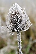 close up photo of icing of the thistle