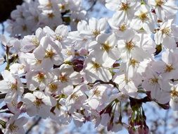 White flowers on sakura tree