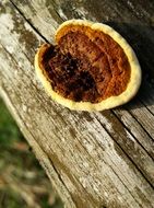 toxic mushroom on the tree