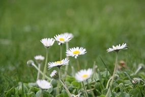 tender white flower plant in meadow closeup