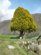 Tree with the foliage near the mountains