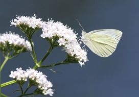 cabbage butterfly on a white flower