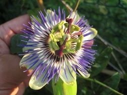 passion flower in person’s hand