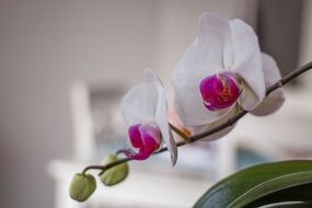 White orchid flowers blossom on the plant