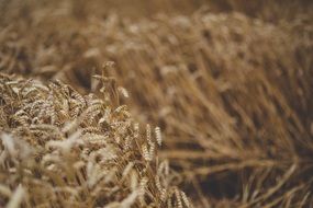 grain field moving by the wind