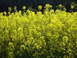 oilseed blossom