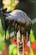 melting mushroom in the forest