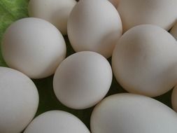 white duck eggs