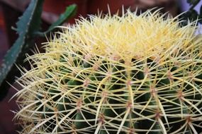 yellow needles of a cactus