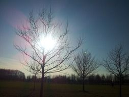 trees without foliage against the evening sun