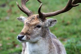 Photo of fallow deer in the forest