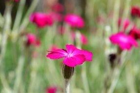 bright pink flowers on a blurred meadow