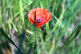 blurred picture of a red poppy flower in grass