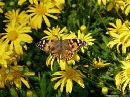 painted lady on a yellow daisy