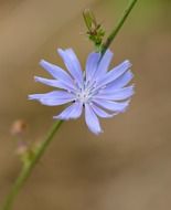 macro photo of blue flower