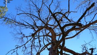 Tree and blue sky