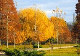 landscape of colorful trees of the autumn forest