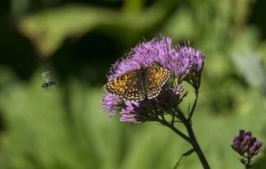 butterfly on the flower close up