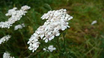 achillea millefolium, white yarrow in bloom